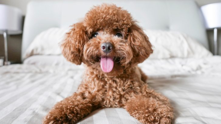 9 Poodle Breeders In Ohio That You Can Trust