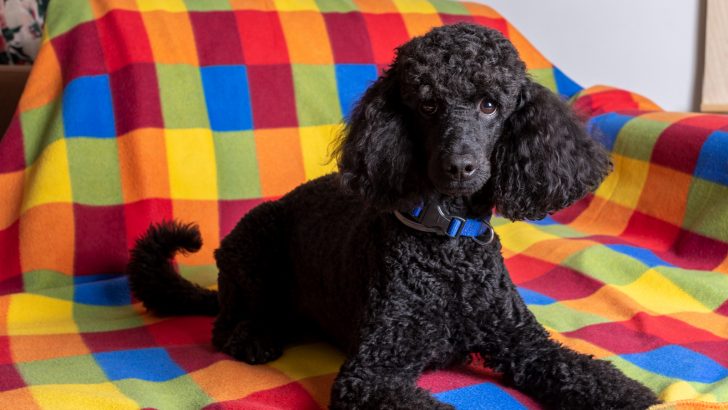 9 Poodle Breeders In Wisconsin You Can Get Your Poodle From