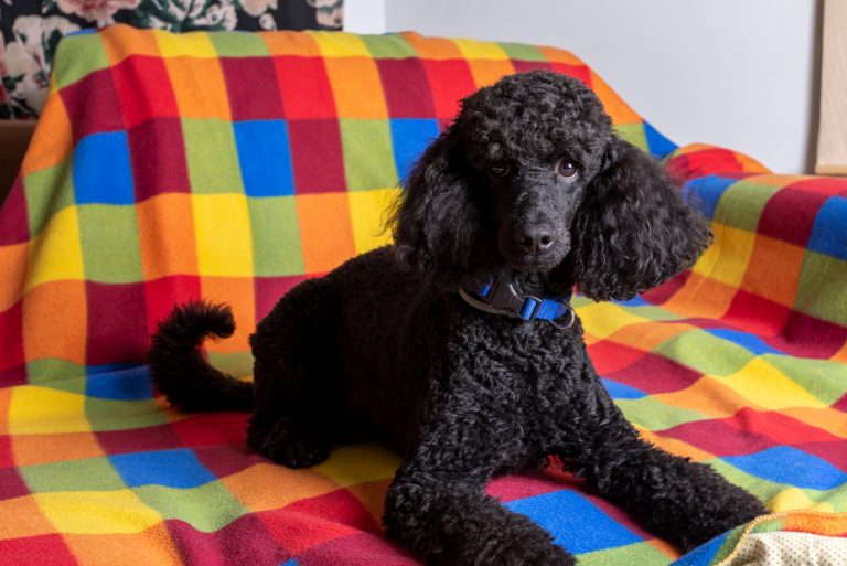 black poodle sitting on sofa