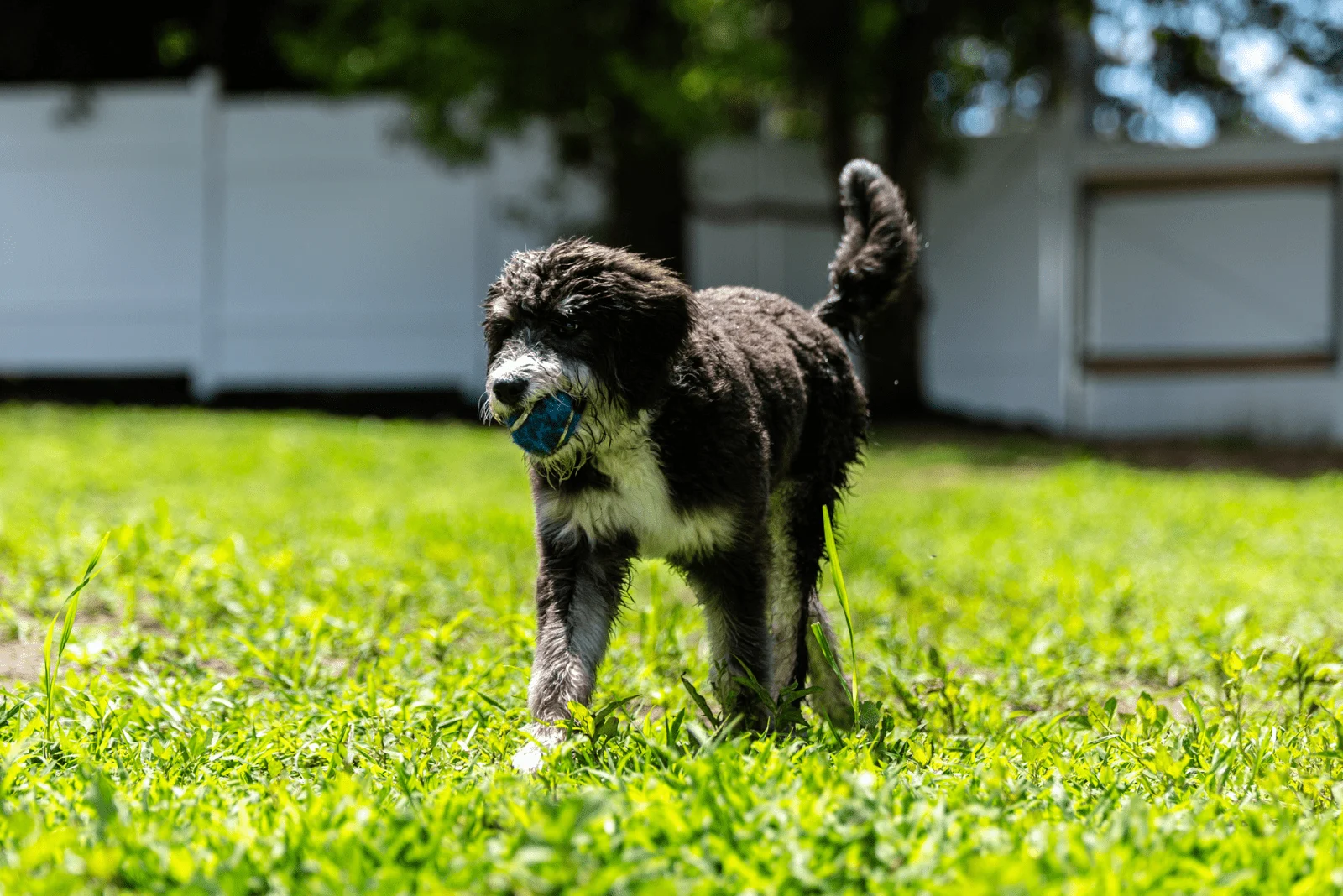 A Bernedoodle runs across the field with a ball in its mouth
