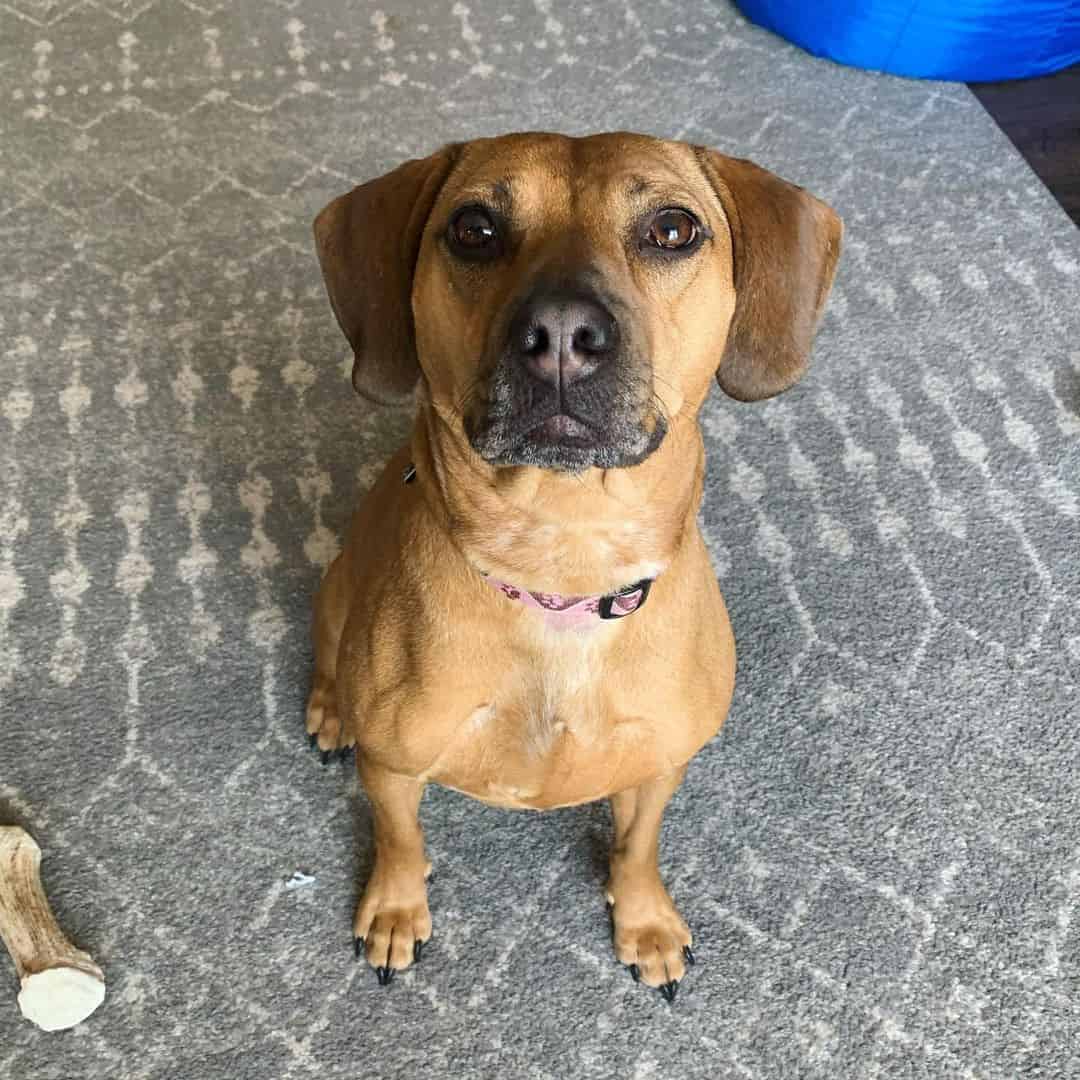 A Black Mouth Cur Pit Mix looking up