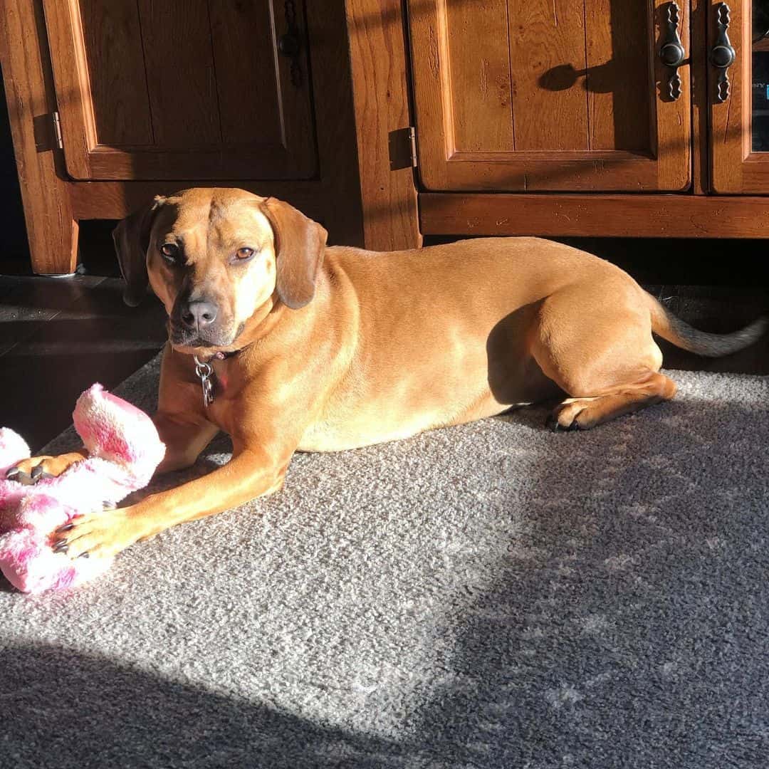 A Black Mouth Cur Pit Mix sitting on carpet