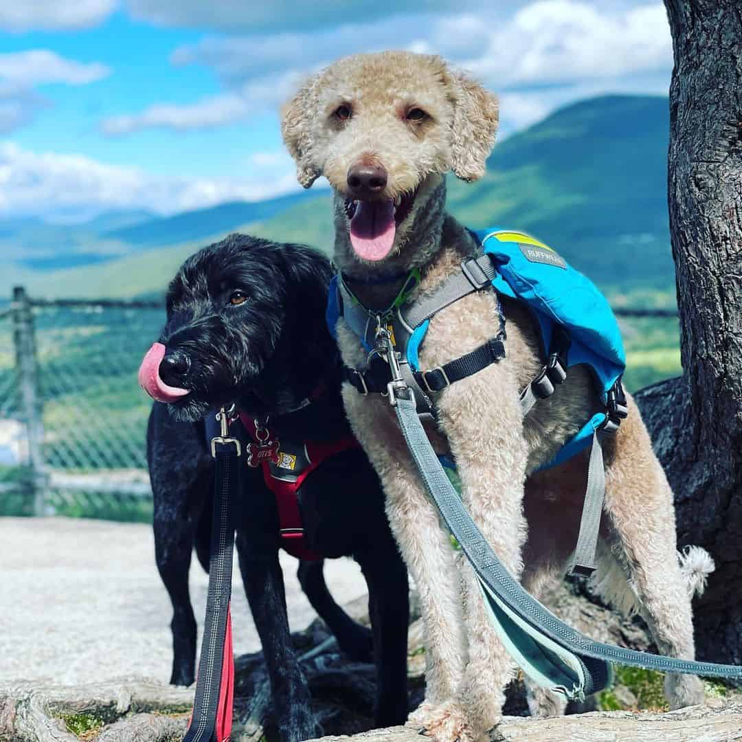 A Blue Heeler Poodle dogs