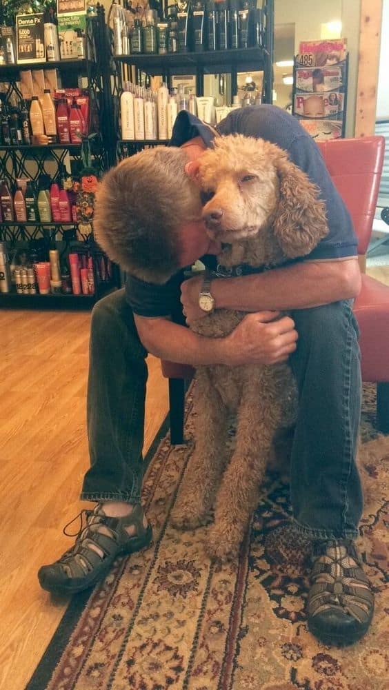 A Giant Poodle sits on the floor while a man hugs him