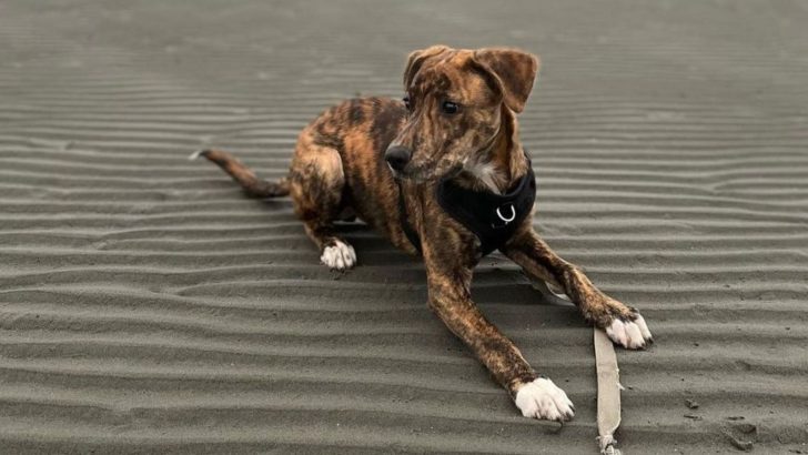 A Guide To The Unique Plott Hound Pitbull Mix