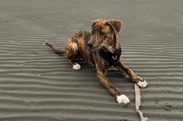 plott hound pitbull mix dog