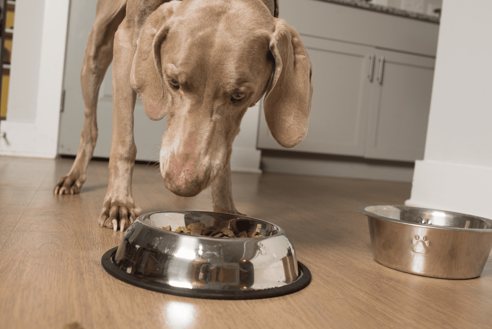 A Weimaraner stands in front of a bowl of food