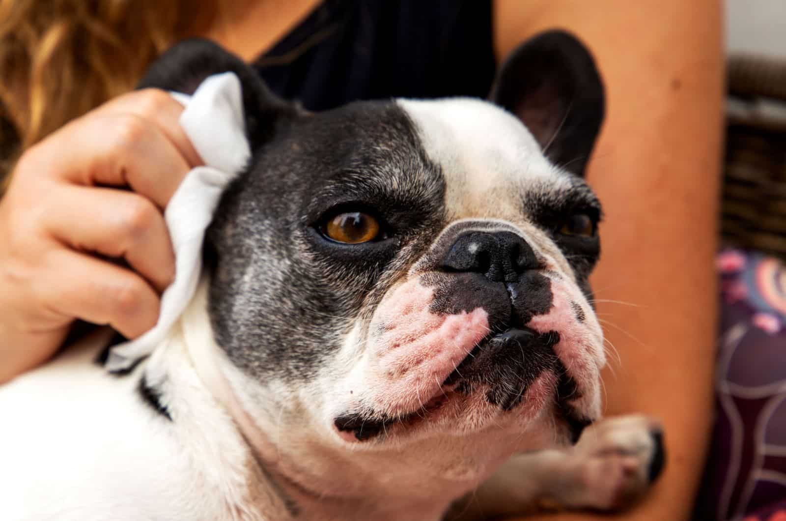 dog nose with white spots