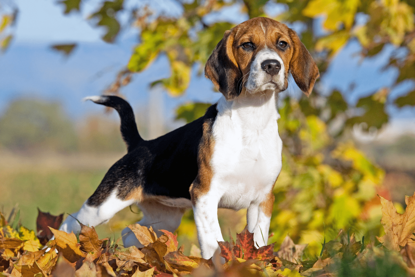 A beagle is standing in an autumn garden