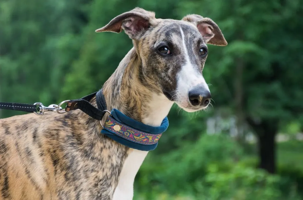 A dog of the whippet breed in a park