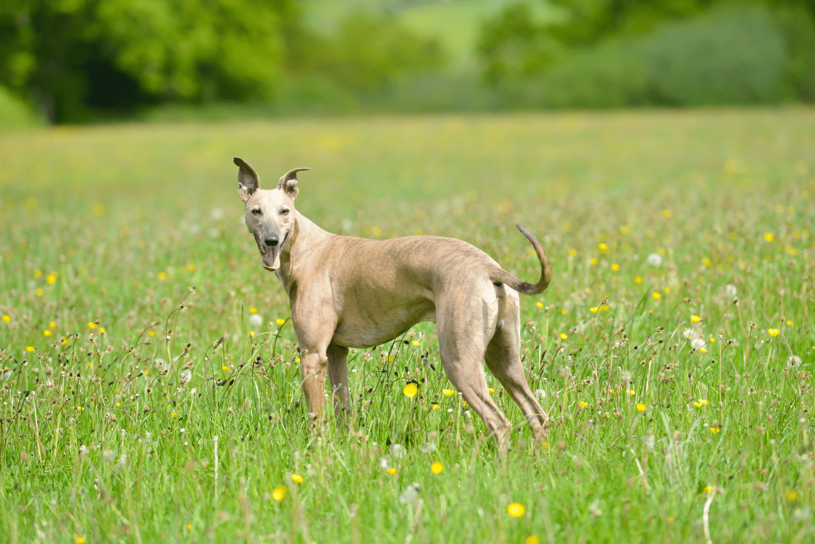 A greyhound stands in a field