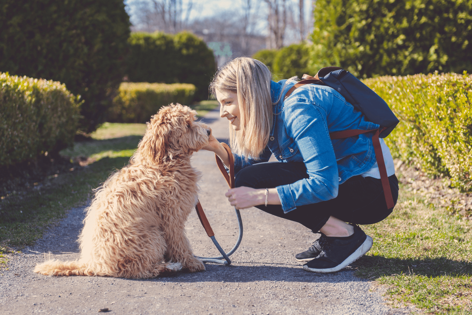 A labradoodle sits while a woman pet it