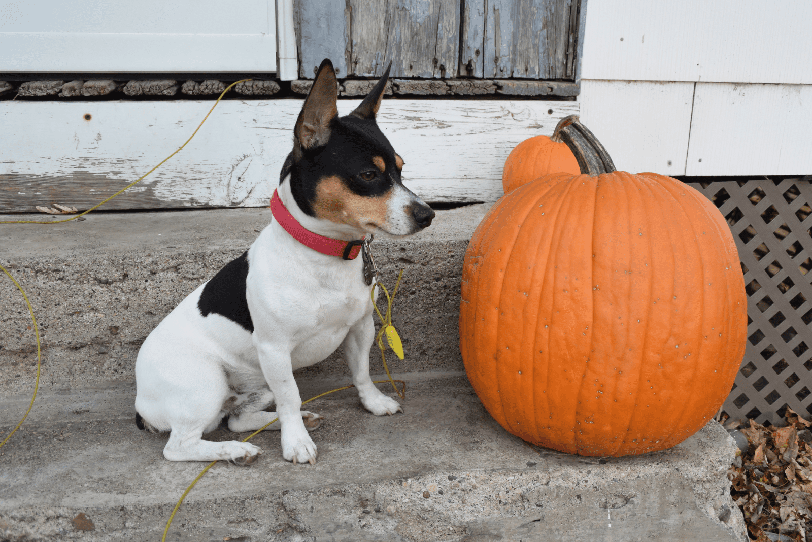 A rat terrier sits next to a pumpkin