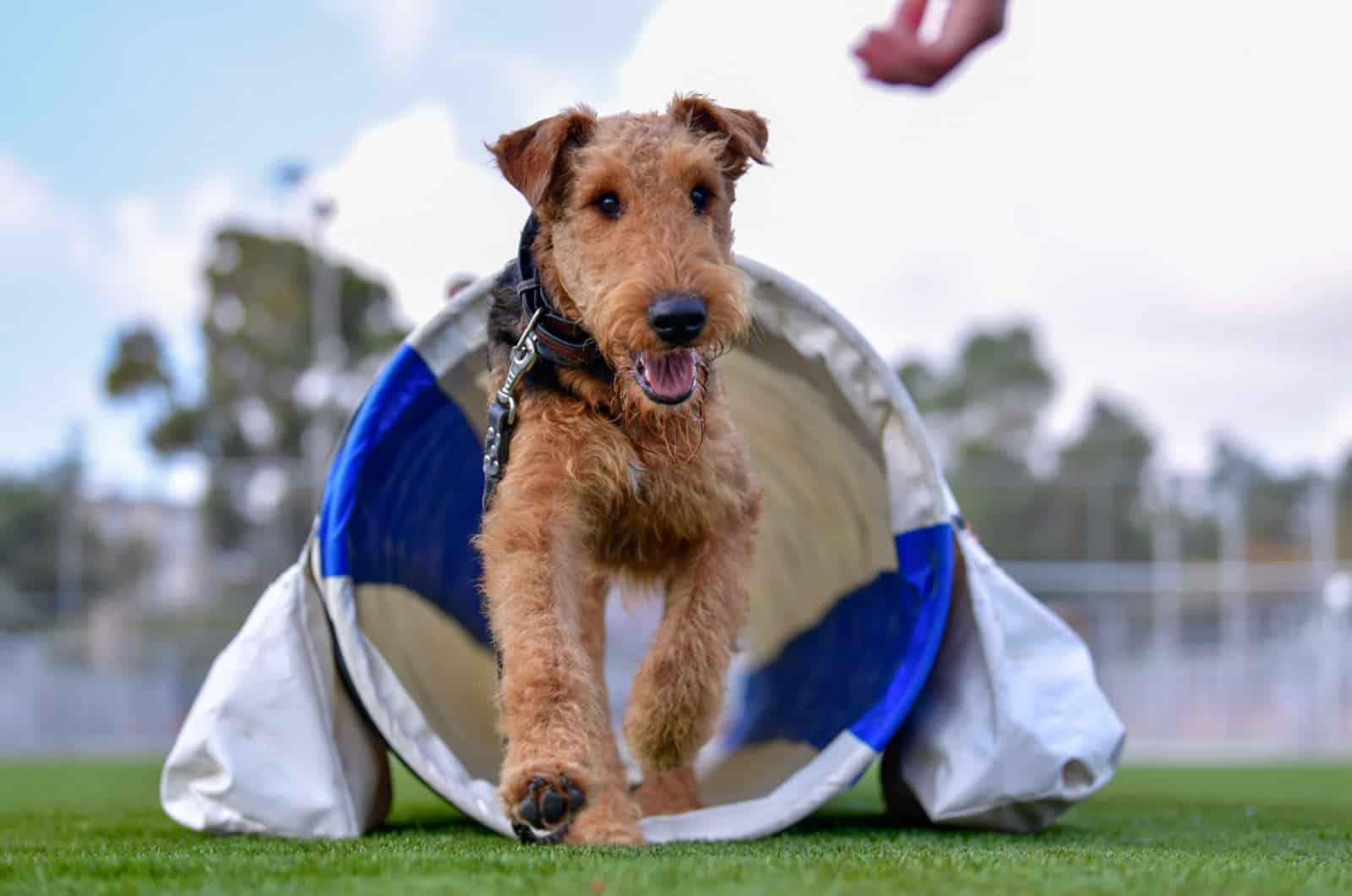 Airedale Terrier in agility training