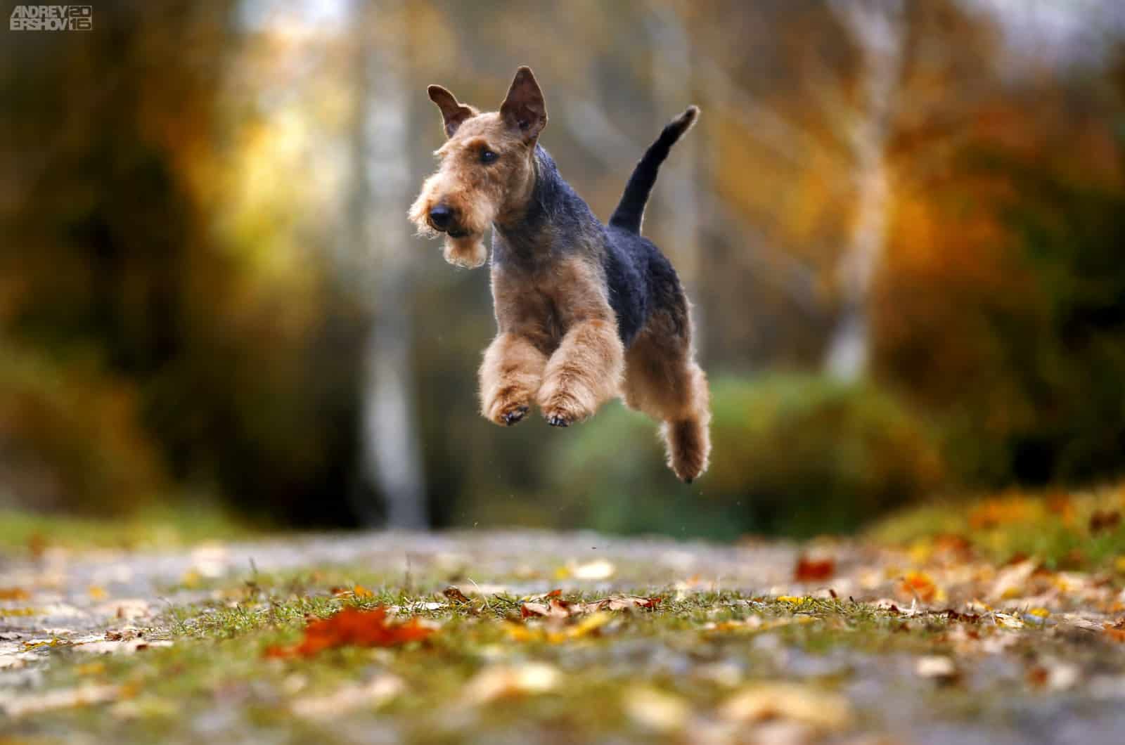 Airedale Terrier jumping in forest