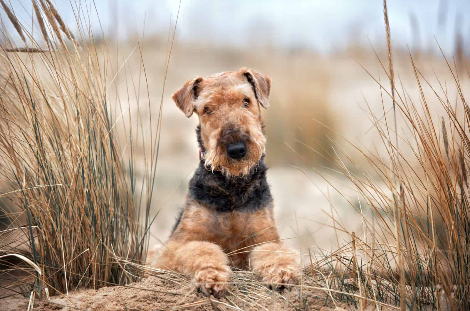 Airedale Terrier portrait