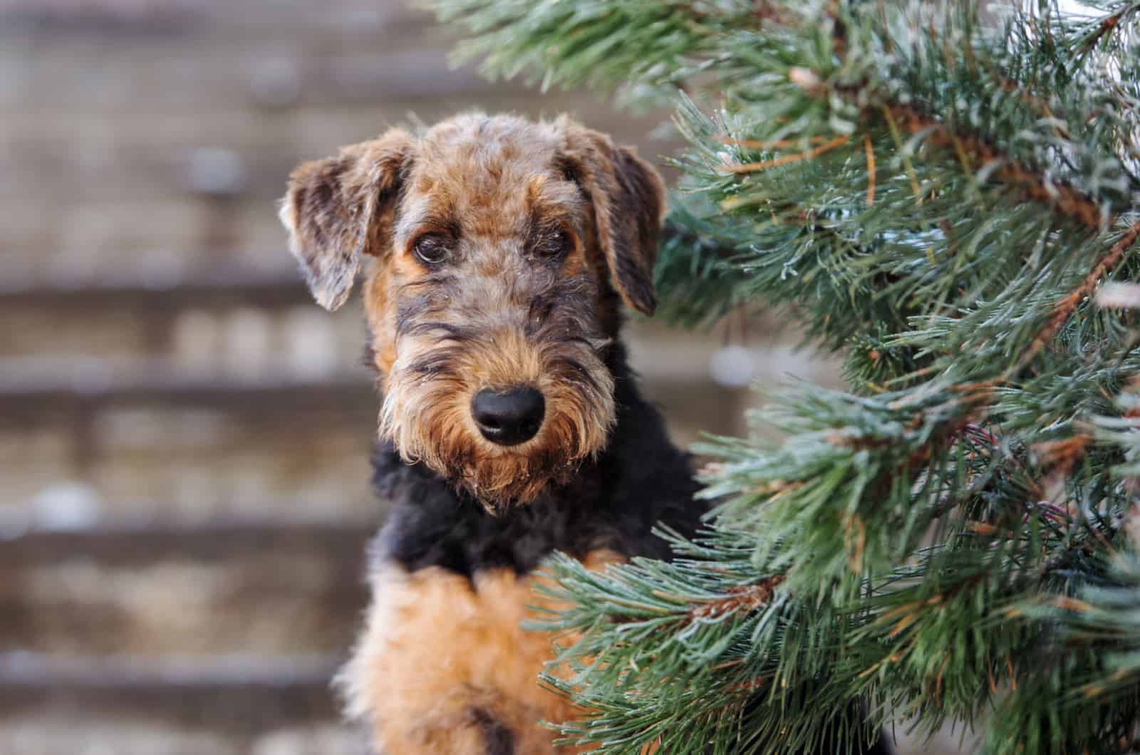 Airedale Terrier posing outdoors
