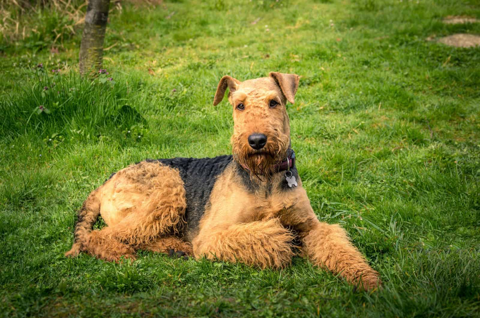 Airedale Terrier resting