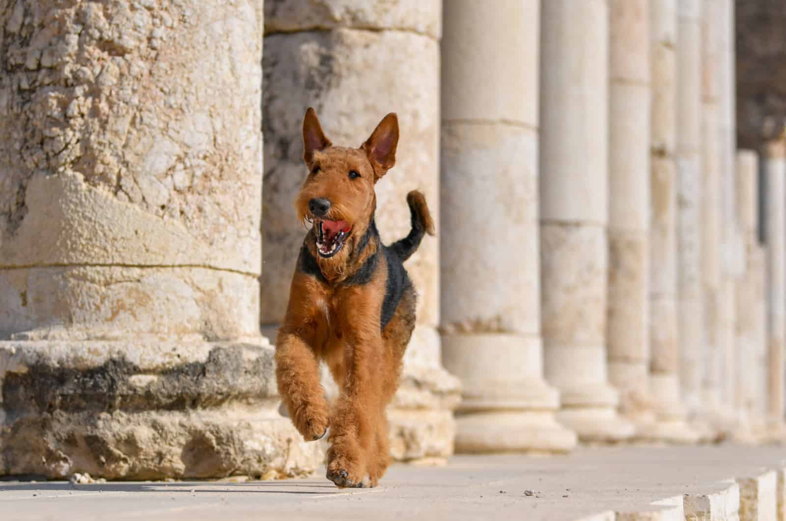 Airedale Terrier running