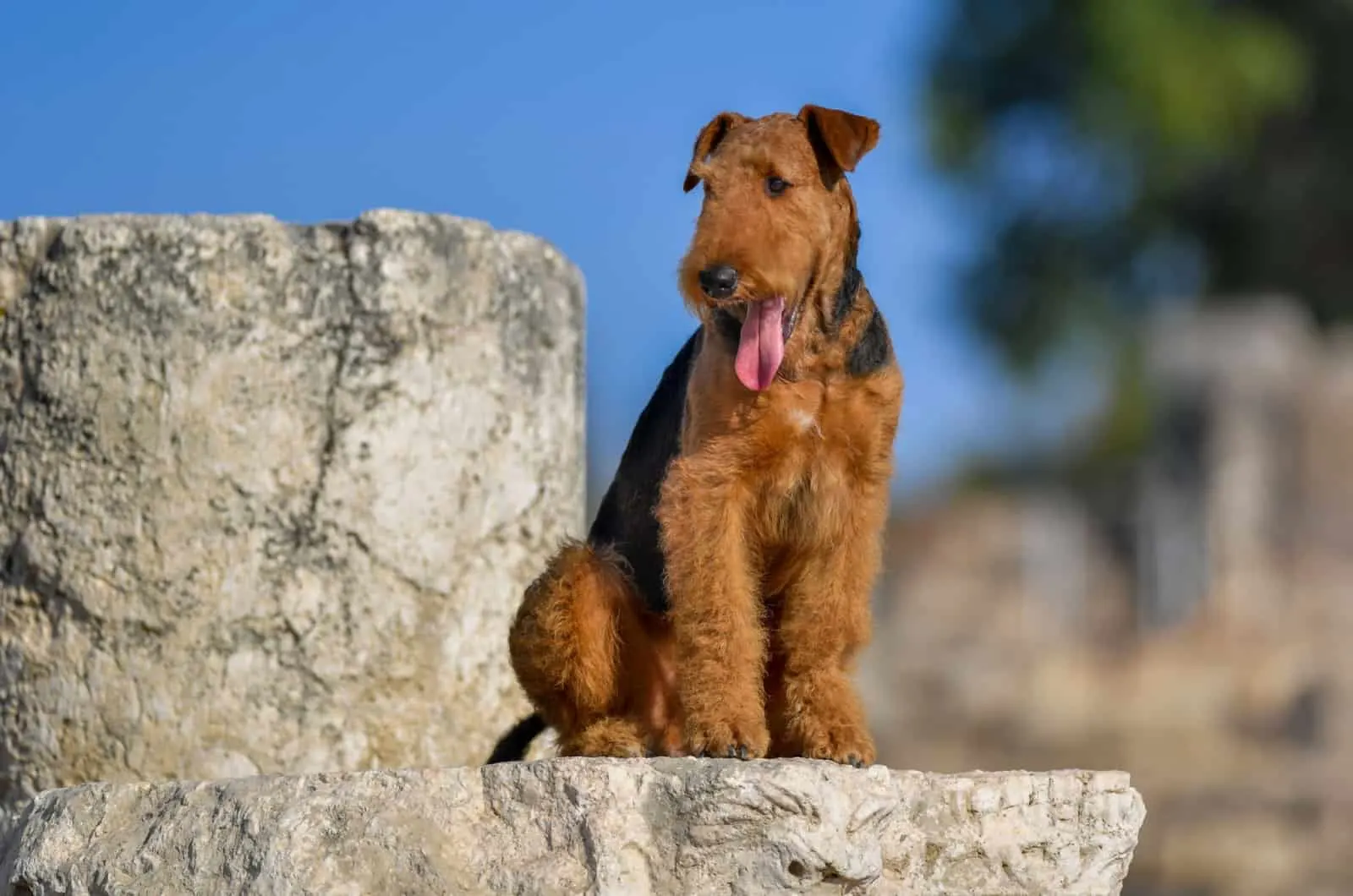 Airedale Terrier sitting on a rock