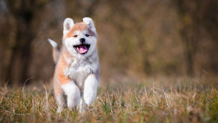 Akita Growth Chart 101: What To Expect?