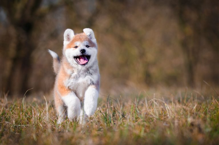 Akita Growth Chart 101: What To Expect?