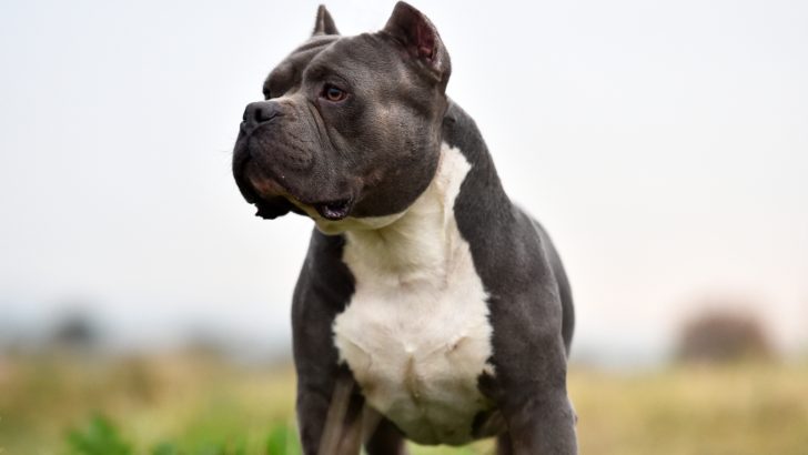 All The American Bully Types: Sizes, Bloodlines, And More