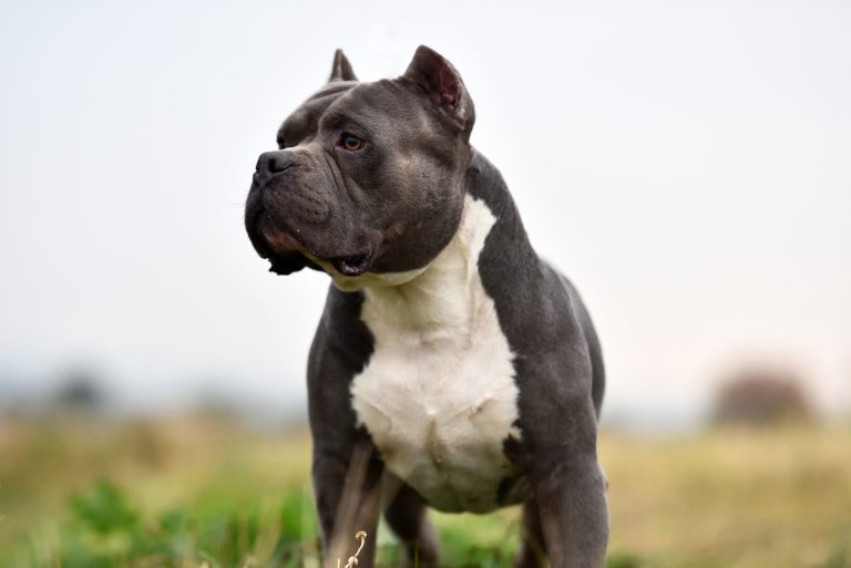 american bully standing outside
