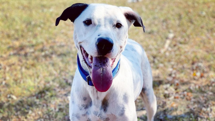 All You Need To Know About The Great Dane Dalmatian Mix