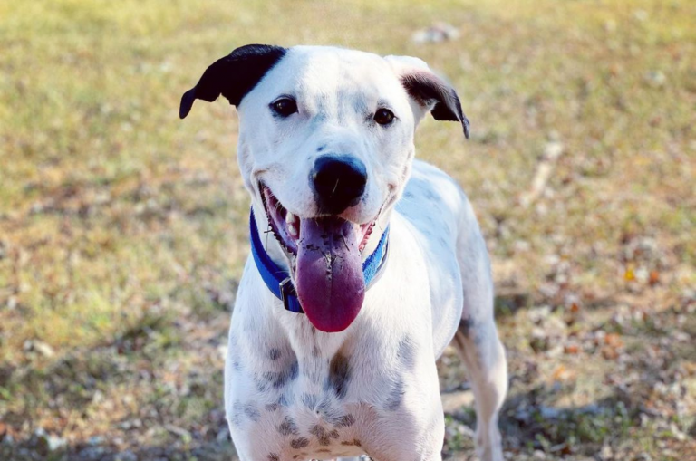 great dane dalmatian mix