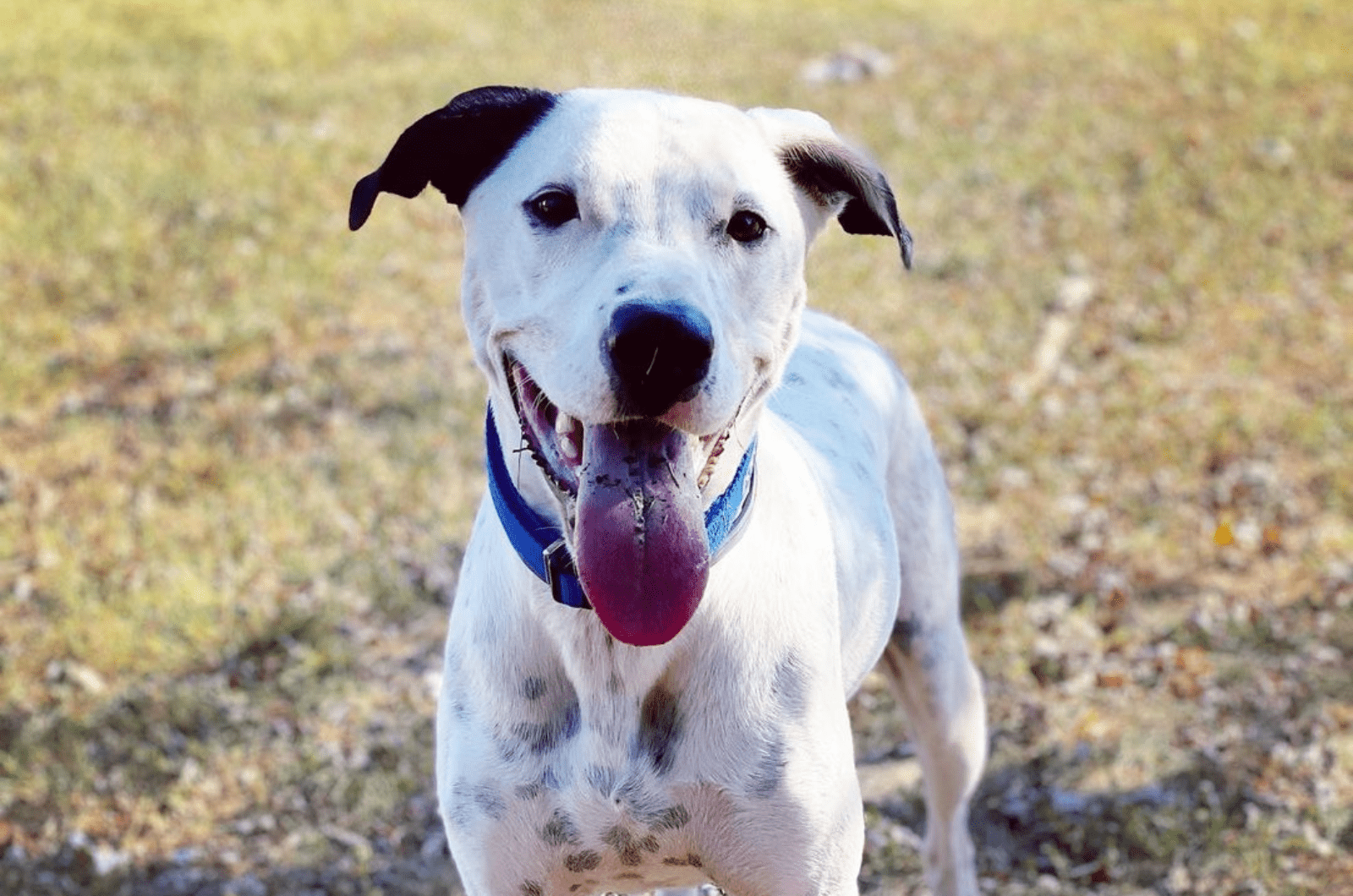 All You Need To Know About The Great Dane Dalmatian Mix