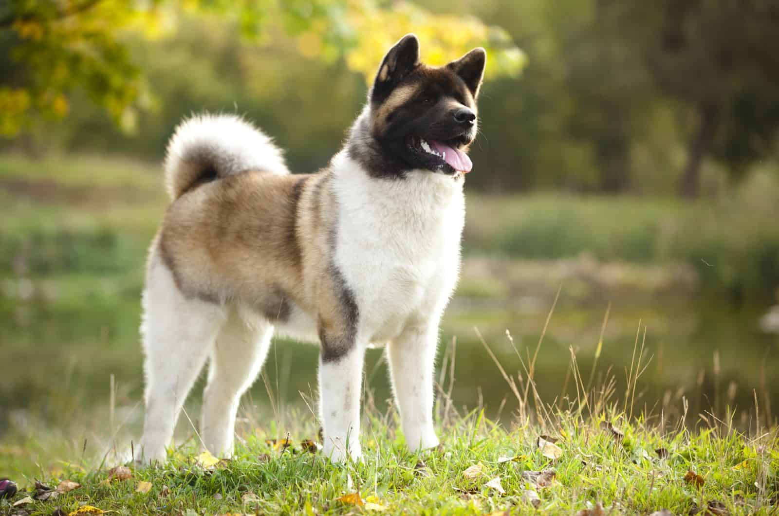 American Akita