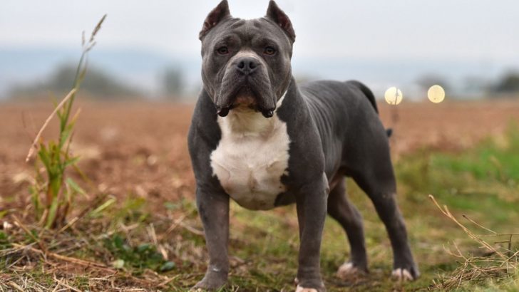 American Bulldog Growth Chart: Everything You Should Know