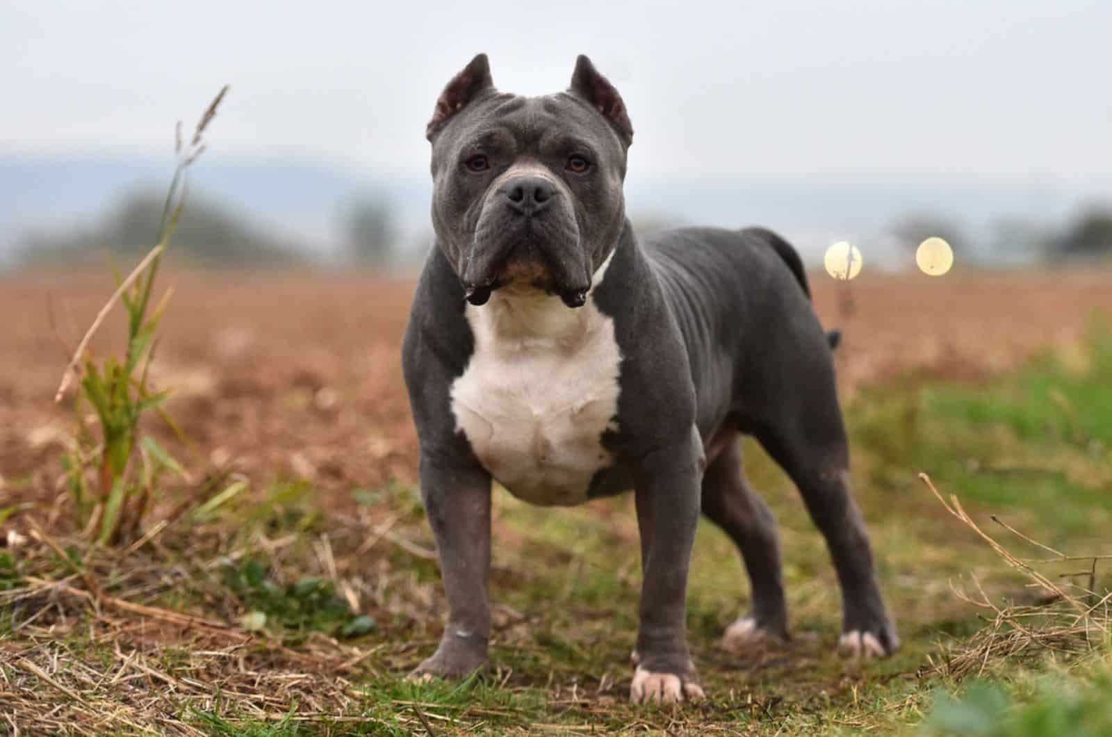 american bulldog in nature