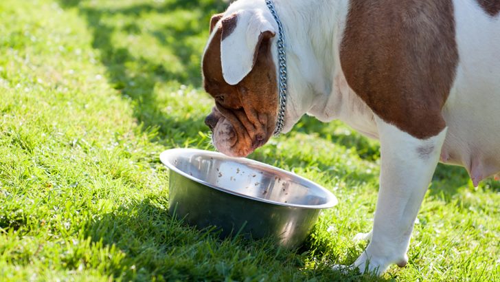 American Bully Raw Diet — Is It Good Or Bad?