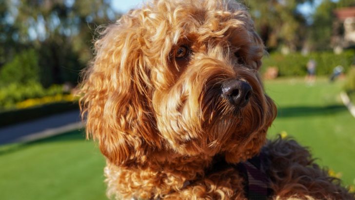 Are Cavapoos Hypoallergenic? – To Sneeze Or Not To Sneeze?