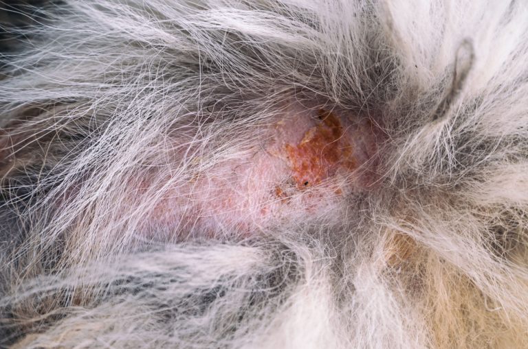 crusty scab on dog's back