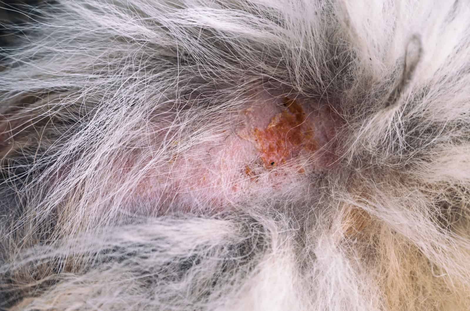 Are Crusty Scabs On Dogs Back Dangerous, And How Can We Help?