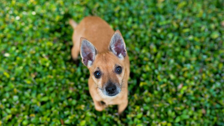 Are There Any Deer Head Chihuahua Breeders In The USA?