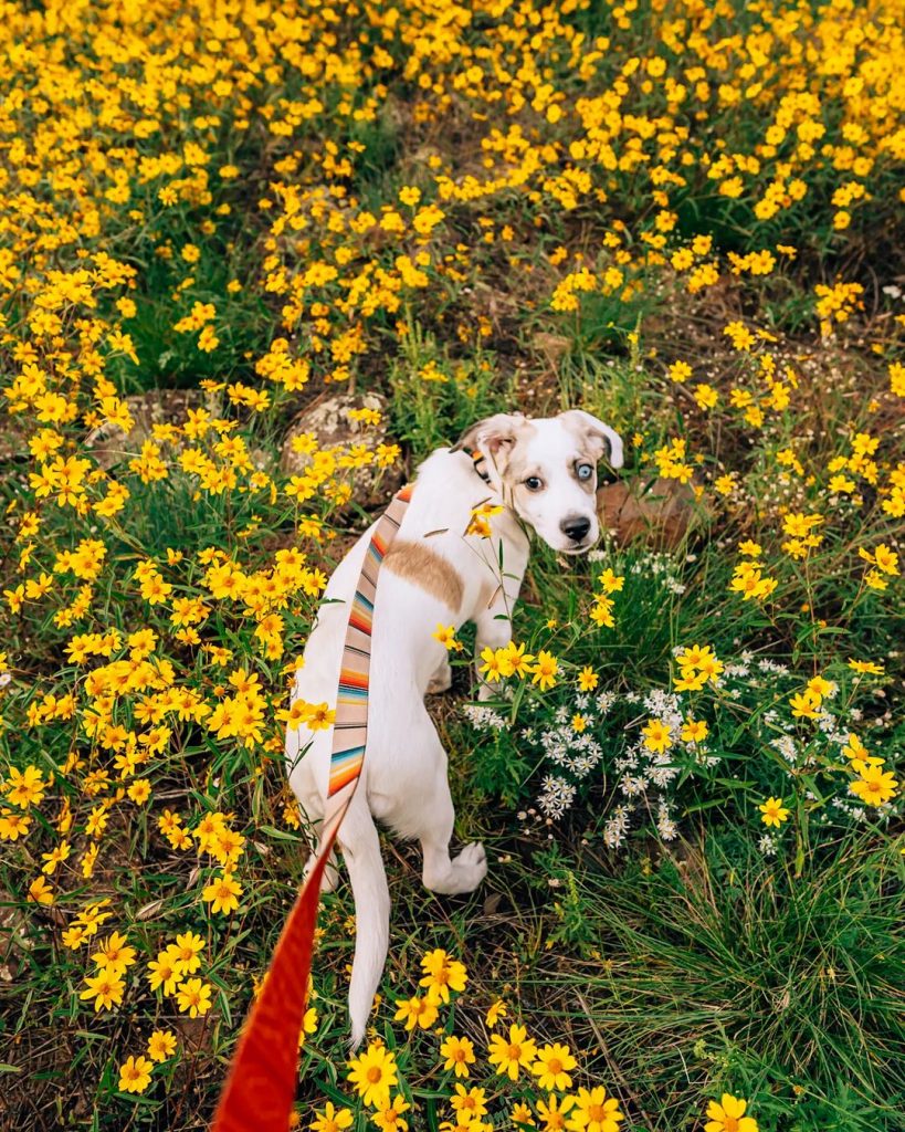 Is A Great Pyrenees Australian Shepherd Mix A Thing?