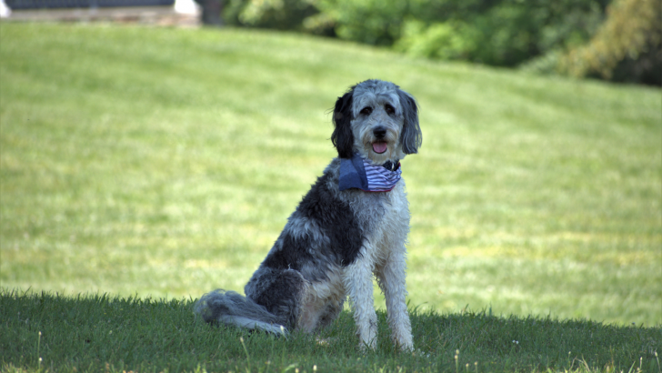 Aussiedoodle Colors – The Art Of Doodles