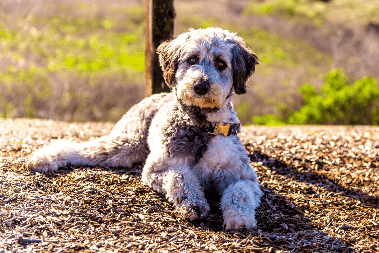 Aussiedoodle lies down and rests