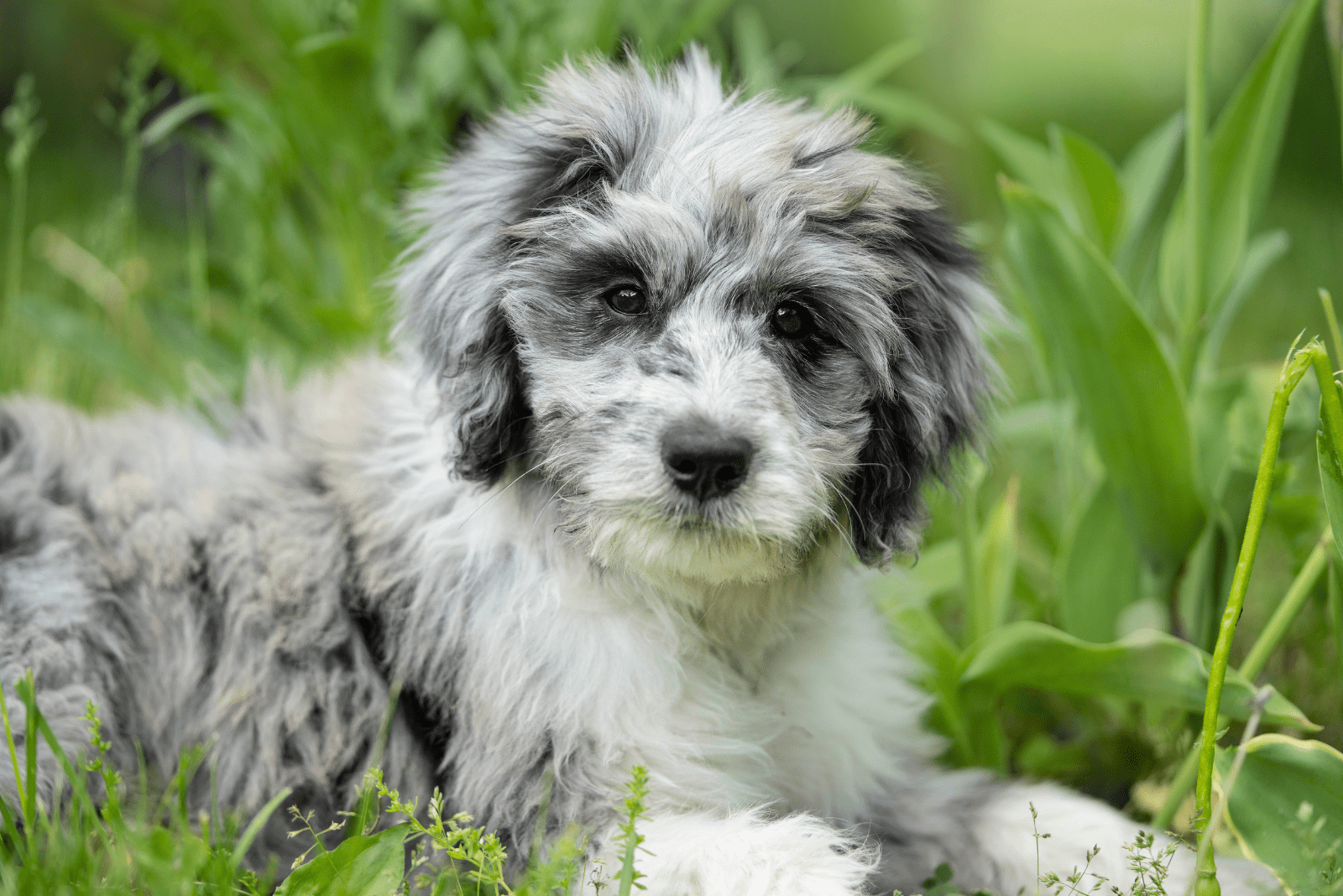 Aussiedoodle puppy lies in the grass