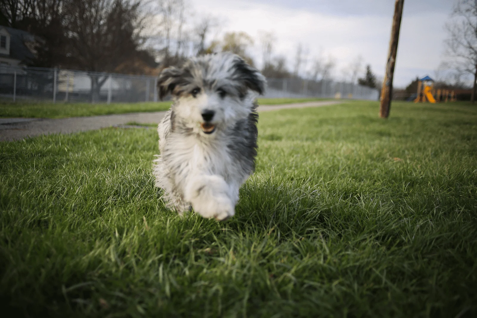 Aussiedoodle puppy running in the field