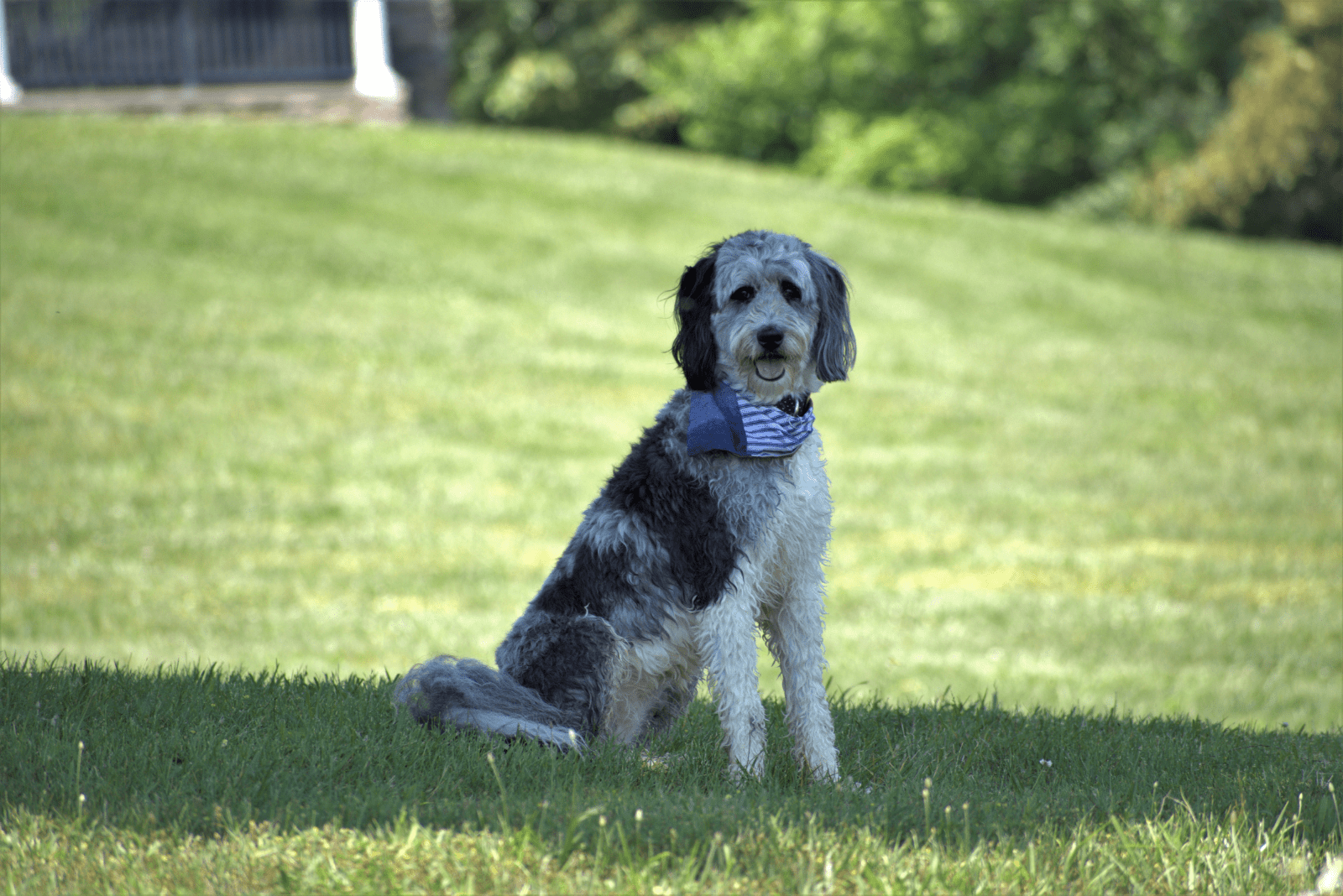 Aussiedoodle sitting on the grass