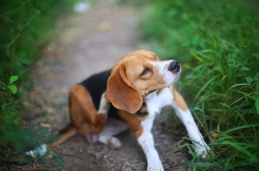 Beagle dog scratching body