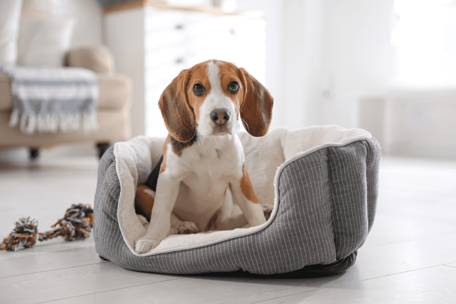 Beagle is sitting on his pillow