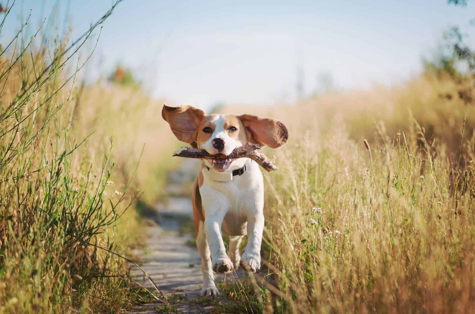 Beagle playing outside