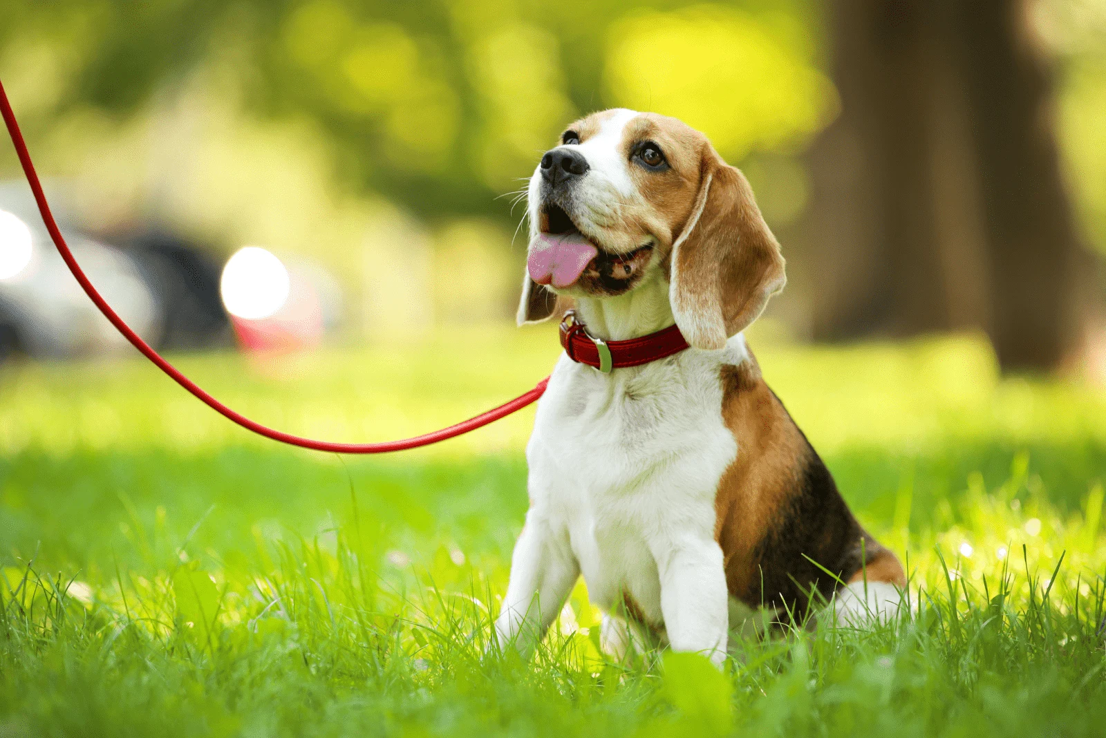 Beagle sits with a leash on the grass