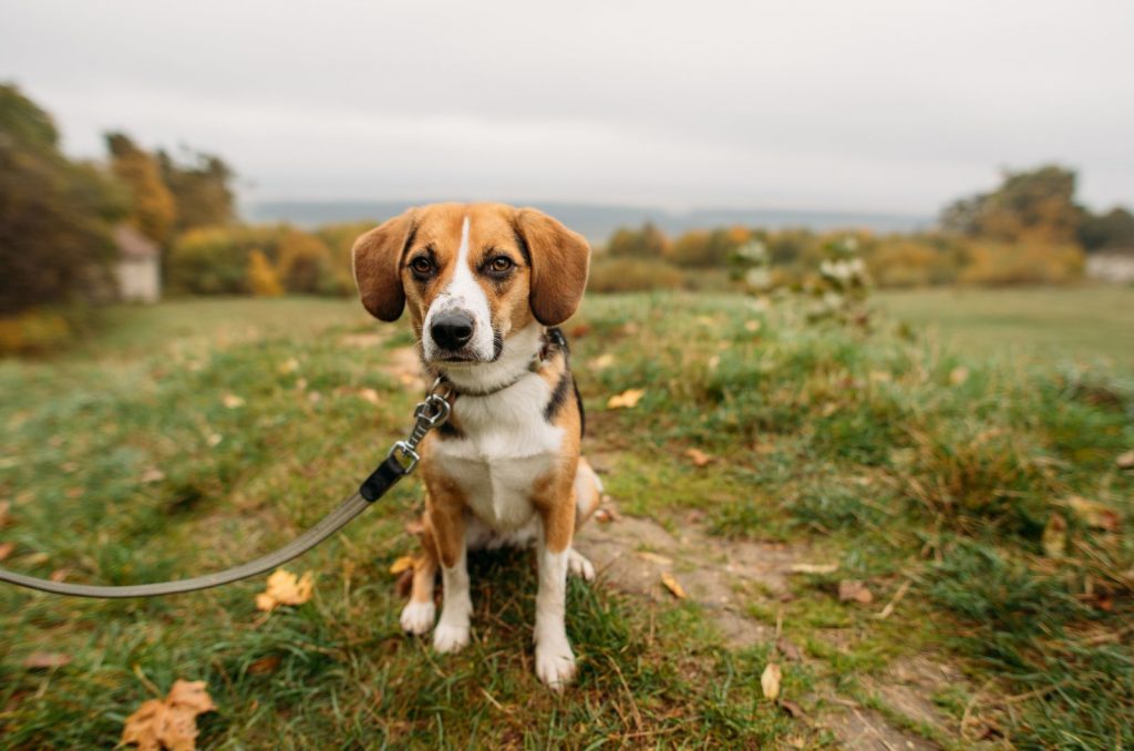 4 Best Beagle Breeders In Virginia